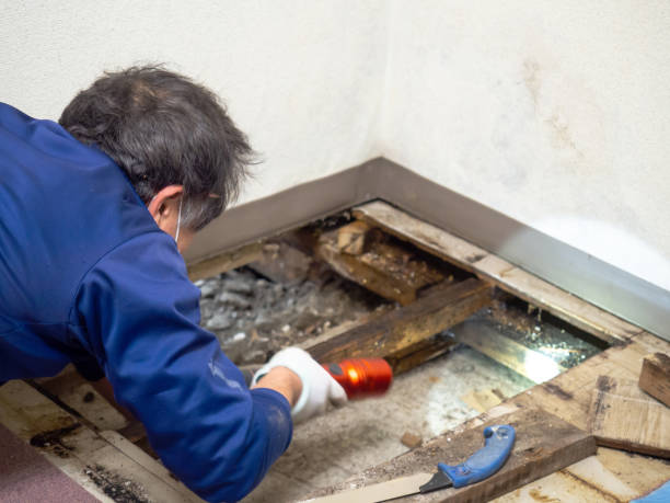 Best Residential Mold Removal  in Sugar Land, TX
