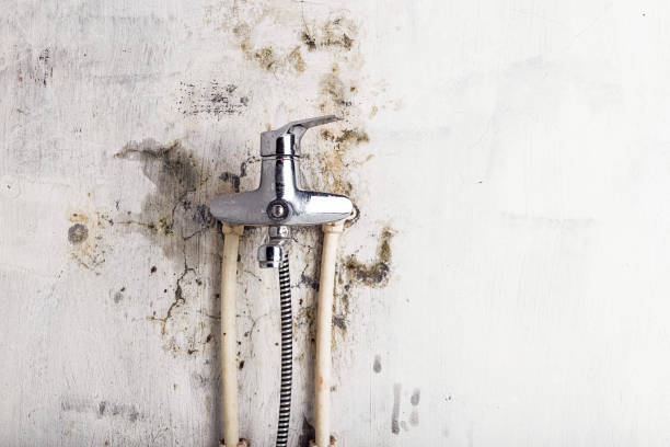 Best Emergency Mold Removal  in Sugar Land, TX