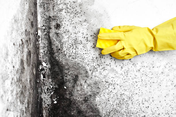 Best Attic Mold Removal  in Sugar Land, TX