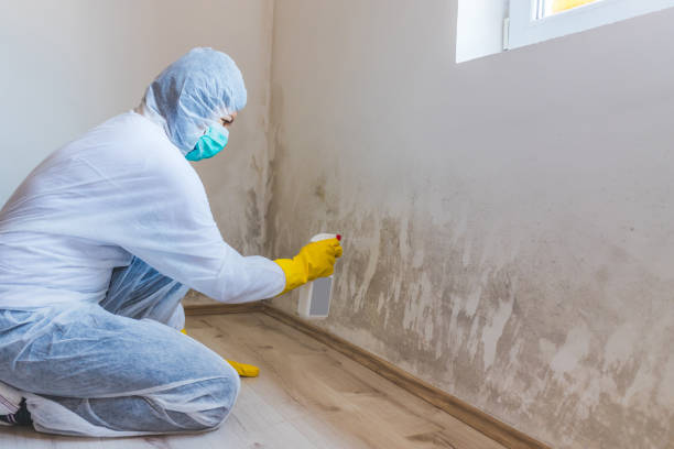 Professional Mold Removal in Sugar Land, TX