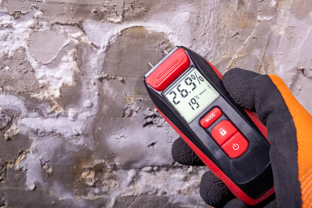 Best Black Mold Removal  in Sugar Land, TX