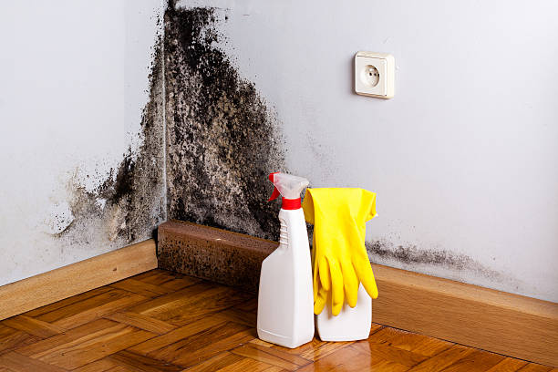 Office Mold Removal Services in Sugar Land, TX