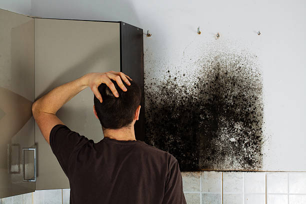 Office Mold Removal Services in Sugar Land, TX