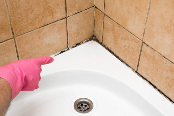 Home Mold Removal in Sugar Land, TX