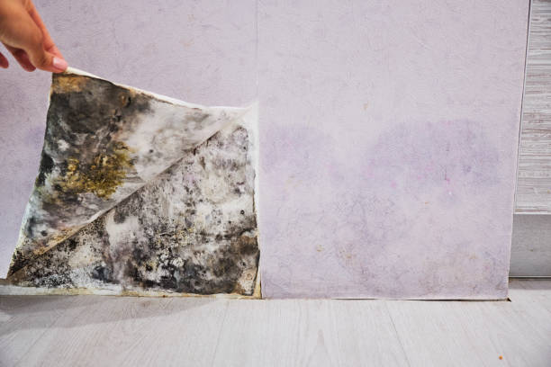 Best Mold Damage Repair  in Sugar Land, TX